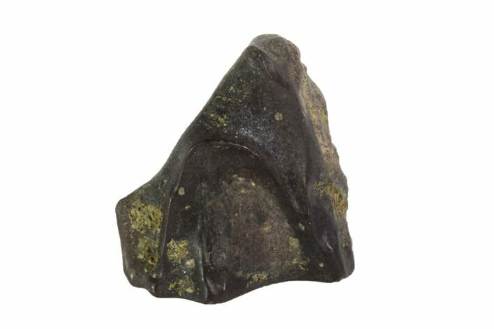Triceratops Shed Tooth - Montana #93081